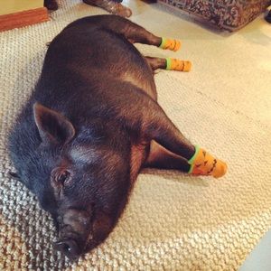 Meet your Posher, Audra