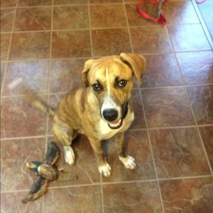 Meet your Posher, Amy