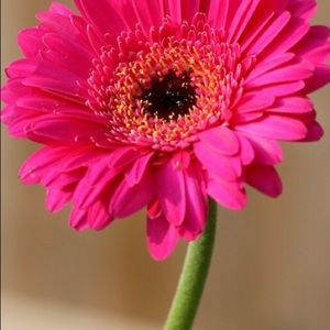 Meet your Posher, Maggie