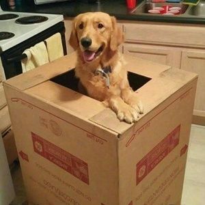 Meet your Posher, Amelia