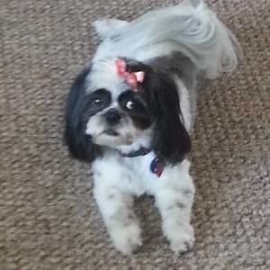 Meet your Posher, Teresa