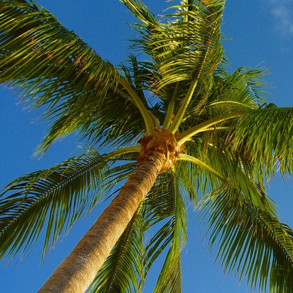 Meet your Posher, Cristyle - Picture 1 of 1