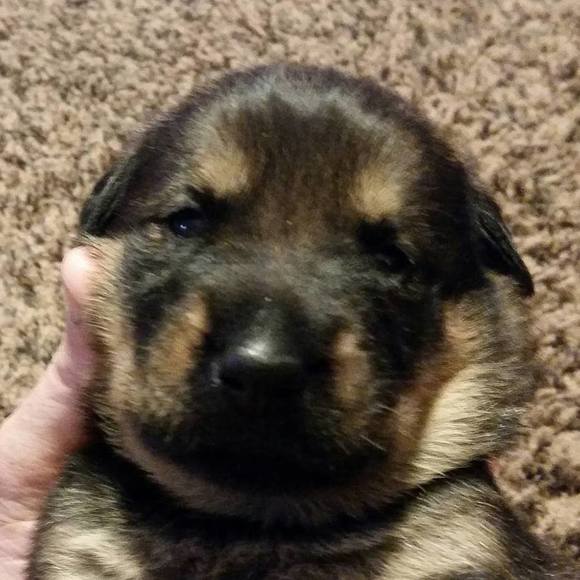 Meet your Posher, Jason - Picture 1 of 1