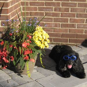 Meet your Posher, Marilyn