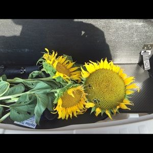 Meet your Posher, Laurie