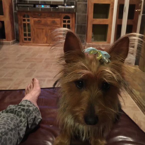 Meet your Posher, Nola - Picture 1 of 1