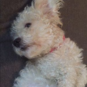 Meet your Posher, Rhiannon