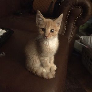 Meet your Posher, Susan