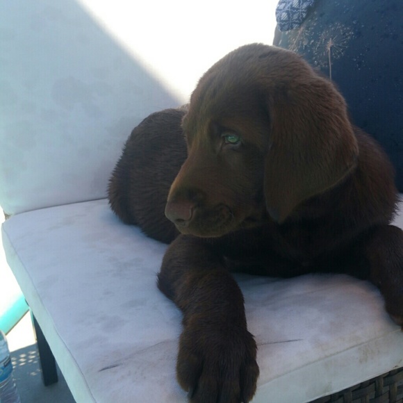 Meet your Posher, Amy - Picture 1 of 1