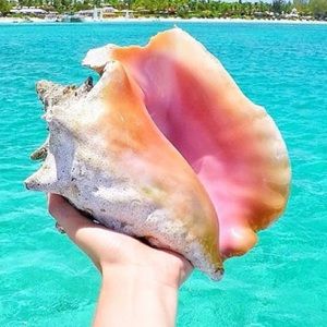 Meet your Posher, Hales