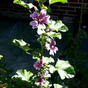 Meet your Posher, Areli