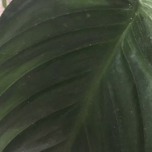 Meet your Posher, Misty