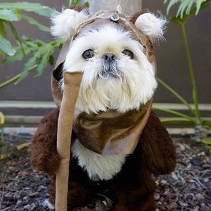 Meet your Posher, Lani