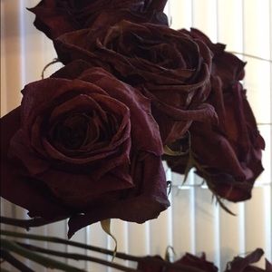 Meet your Posher, Carolina