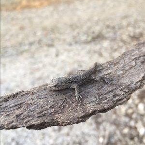 Meet your Posher, Shelby