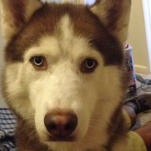 Meet your Posher, Gabe