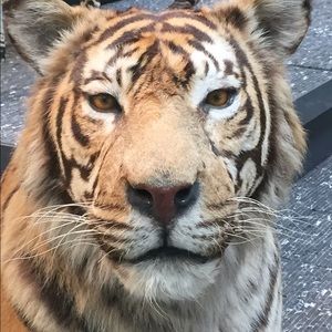 Meet your Posher, Ann