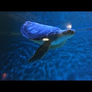 Meet your Posher, Paige