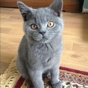 Meet your Posher, Abbie