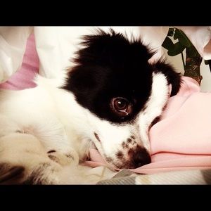 Meet your Posher, Hongyuan