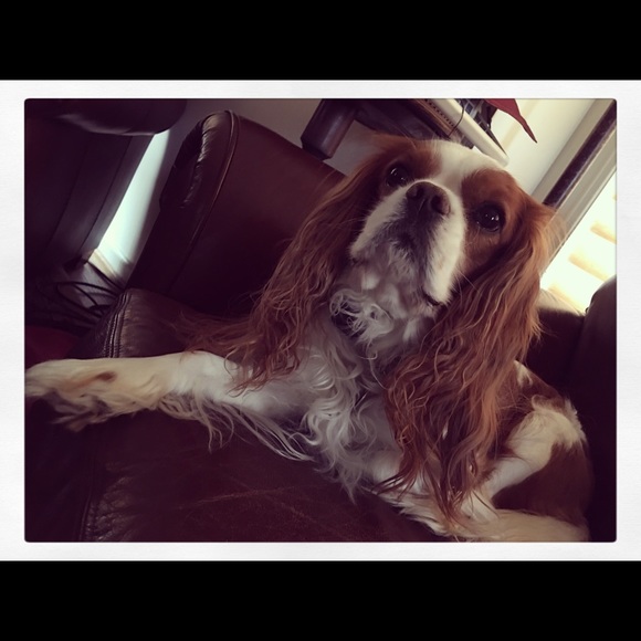 Meet your Posher, Nicole - Picture 3 of 4