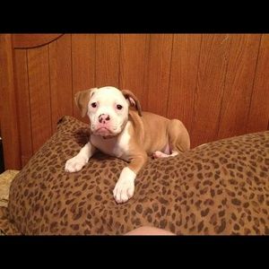 Meet your Posher, Tyler