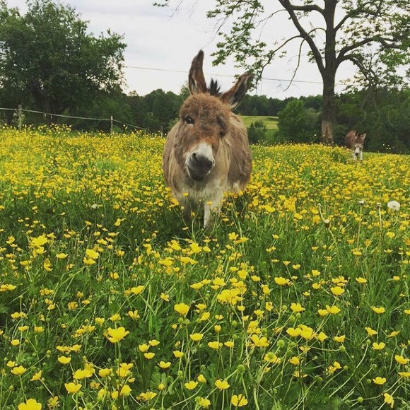 Meet your Posher, Randa - Picture 4 of 4