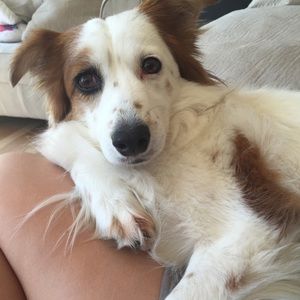 Meet your Posher, Devon