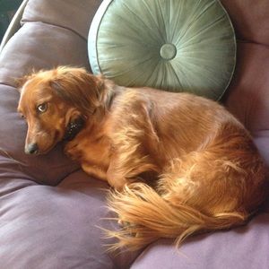 Dog friendly closet :)