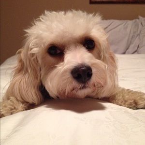 Meet your Posher, Celia