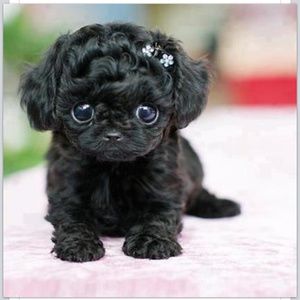 Meet your Posher, Allen