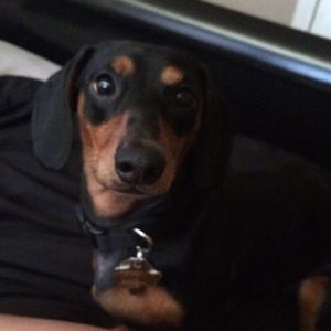 Meet your Posher, Dayna