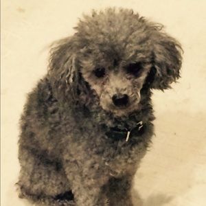 Meet your Posher, Maggie