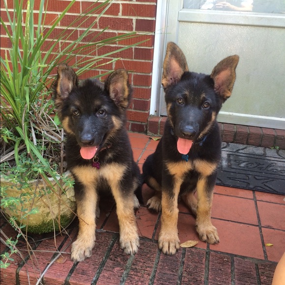 Meet your Posher, Mckenzie