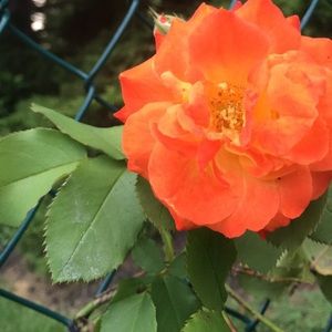 Meet your Posher, Jaime