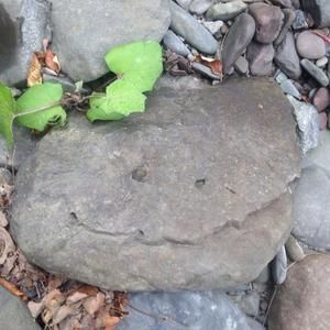 Meet your Posher, Mary louise