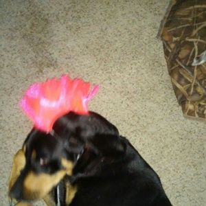 Meet your Posher, Benjamin