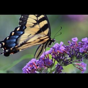 Meet your Posher, Lacey