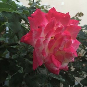 Meet your Posher, Jack