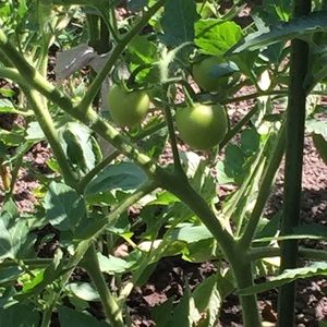 Meet your Posher, Barbara