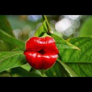 Meet your Posher, Opal