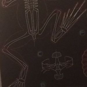 Meet your Posher, Dana