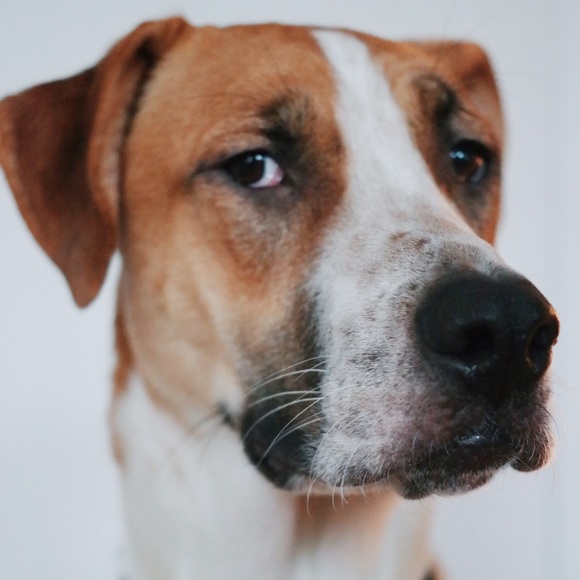 Meet your Posher, Ella - Picture 2 of 2