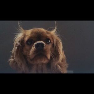 Meet your Posher, Dana