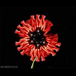 Meet your Posher, Pushyami