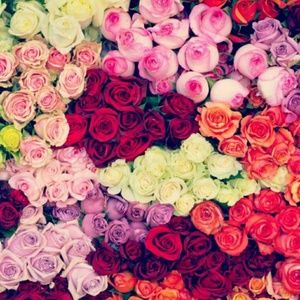 Meet your Posher, Selina