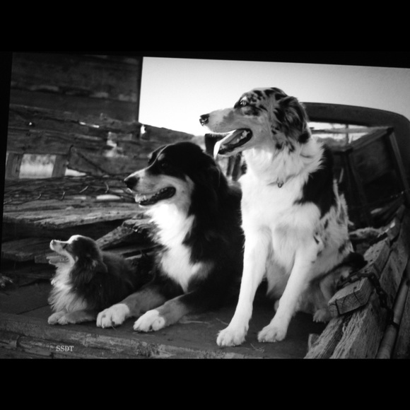 Meet your Posher, Cheyenne