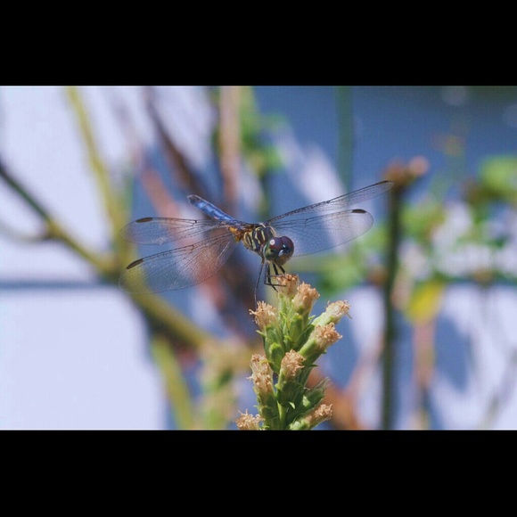 Meet your Posher, Irma - Picture 2 of 2