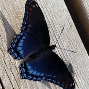 Meet your Posher, Melanie