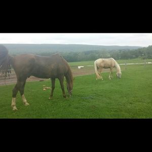 Meet your Posher, Rachael